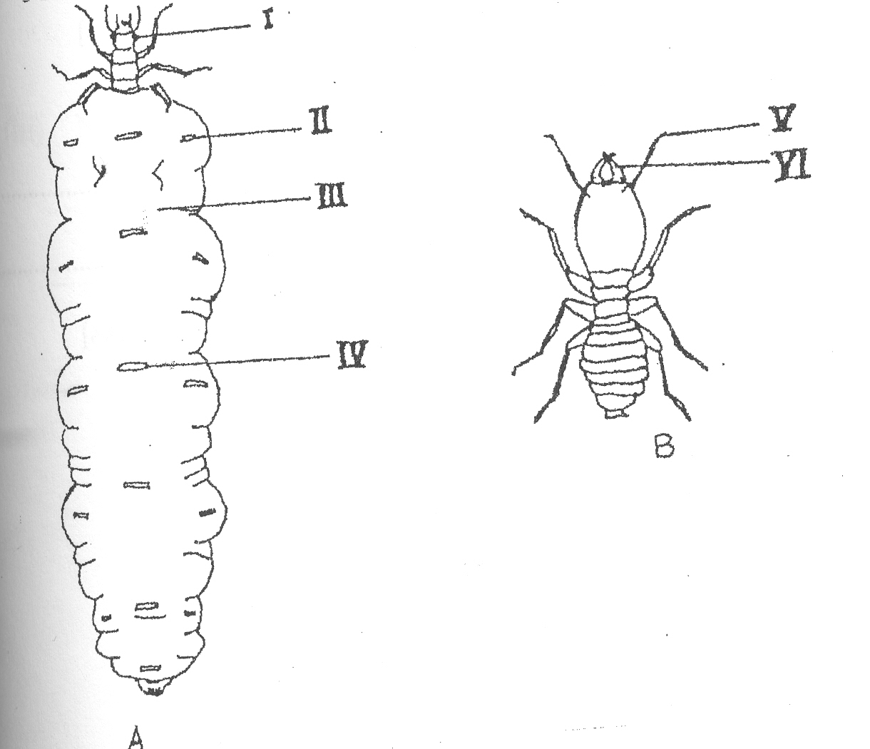 Biology 3 Nov/Dec 2009