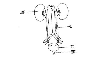 HScdiagram01