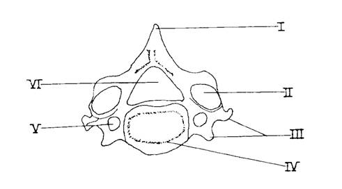 Hscdiagram03