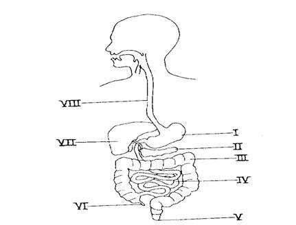 Hscdiagram04